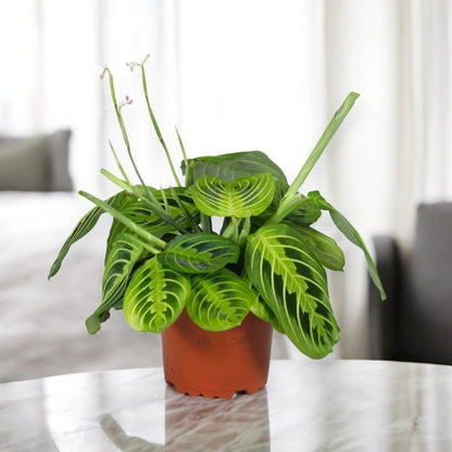 Maranta leuconeura 'Lemon Lime'