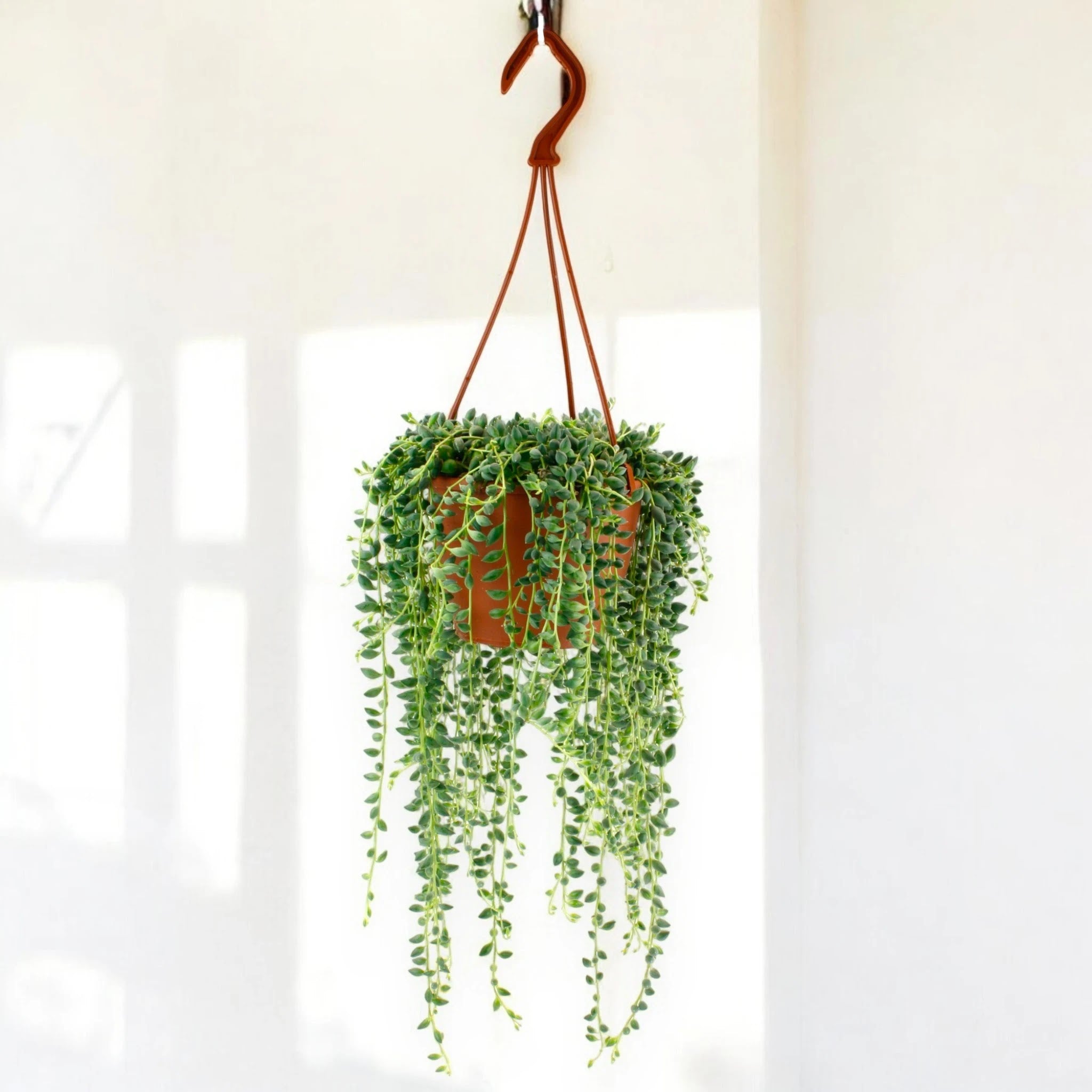Senecio herreianus