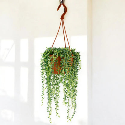 Senecio herreianus