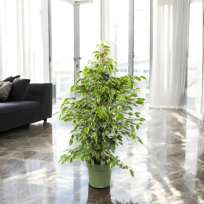 Ficus benjamina 'Golden King'