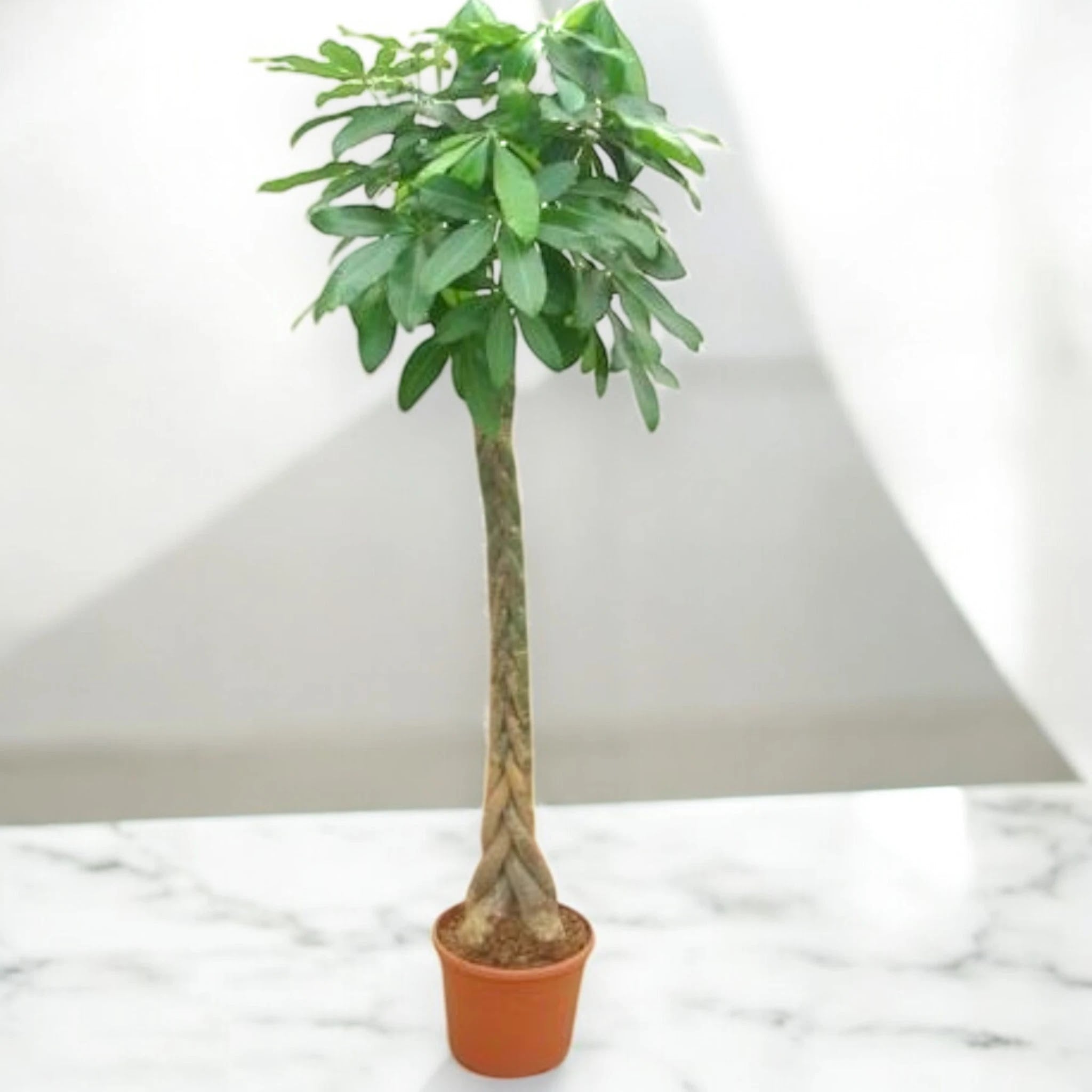 Pachira aquatica