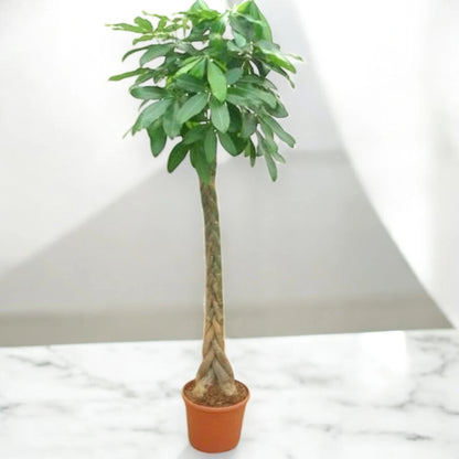 Pachira aquatica