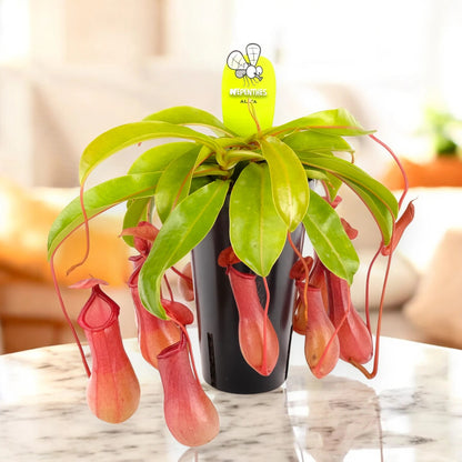 Nepenthes alata