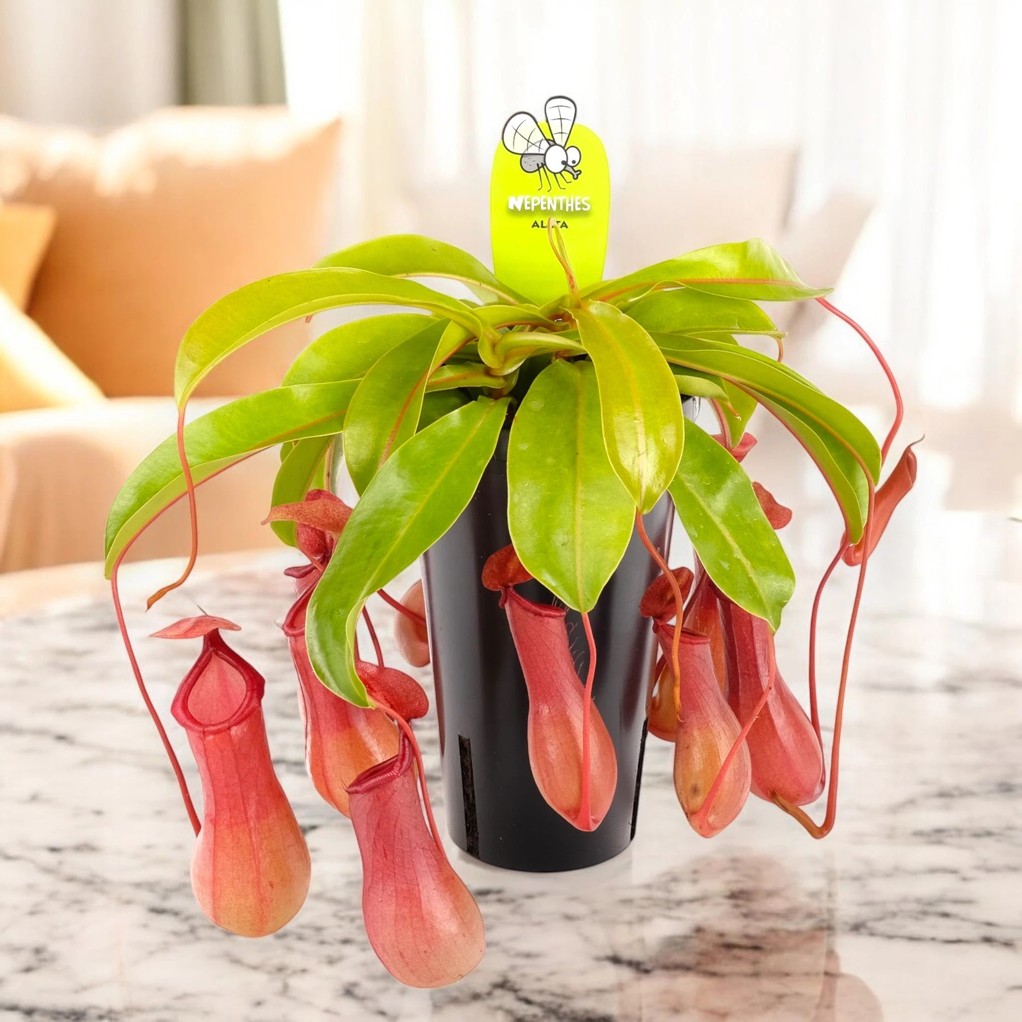 Nepenthes alata