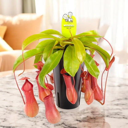 Nepenthes alata