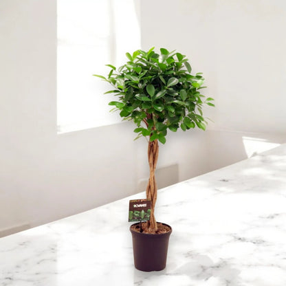 Ficus microcarpa 'Moclame'