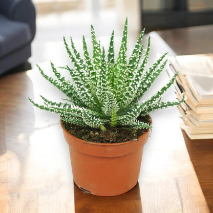 Aloe humilis