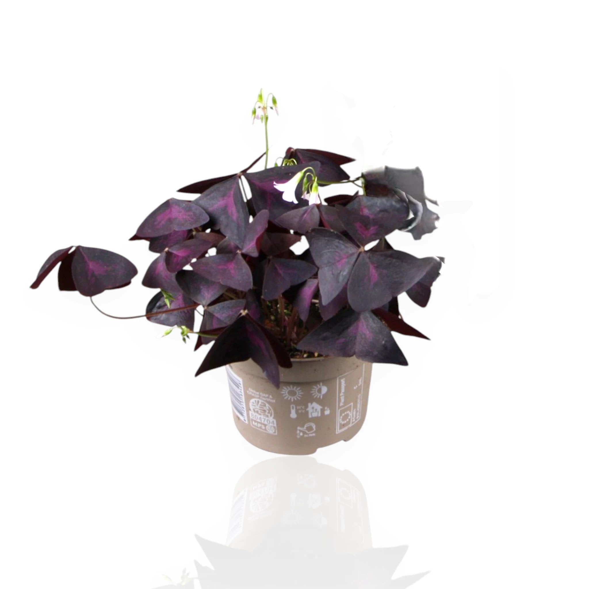 Oxalis triangularis