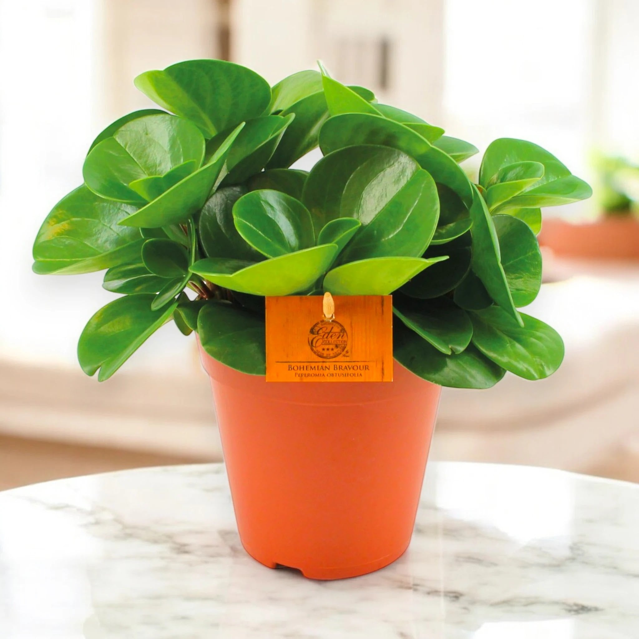 Peperomia obtusifolia 'Green gold'