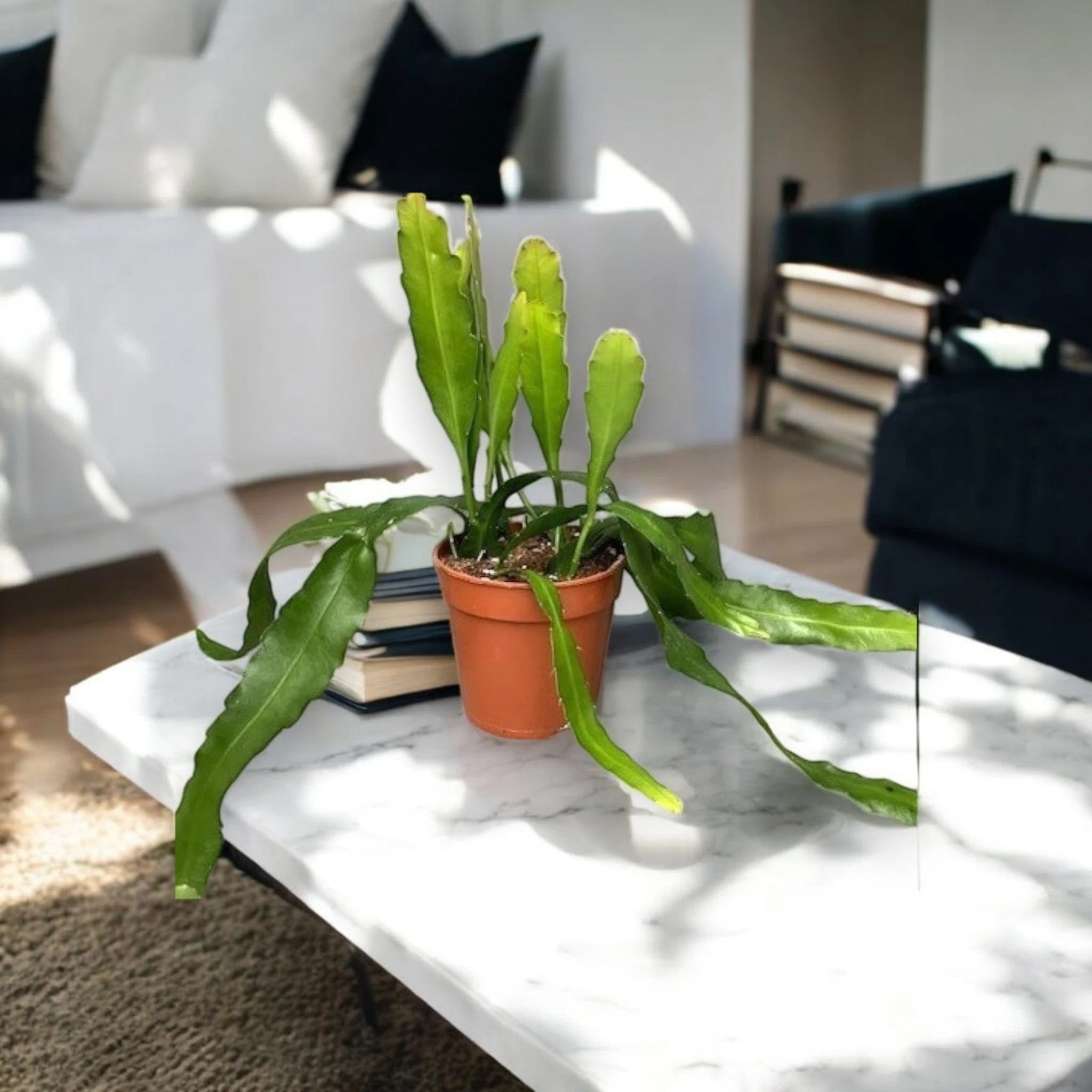 Epiphyllum fruhlingsgold