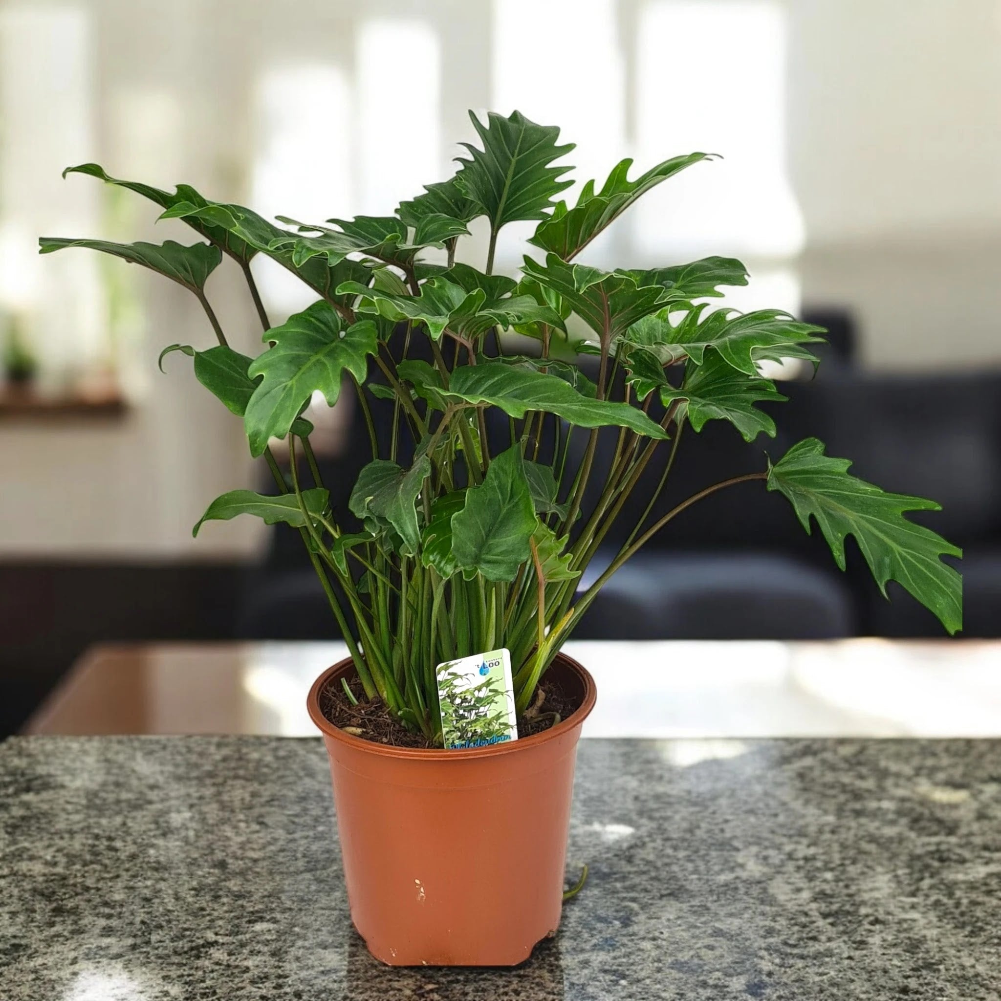Philodendron 'Xanadu'