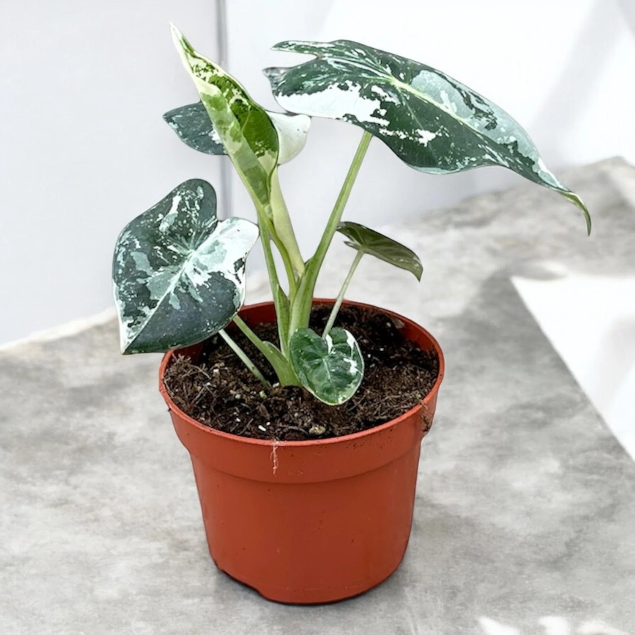 Alocasia 'Frydek'