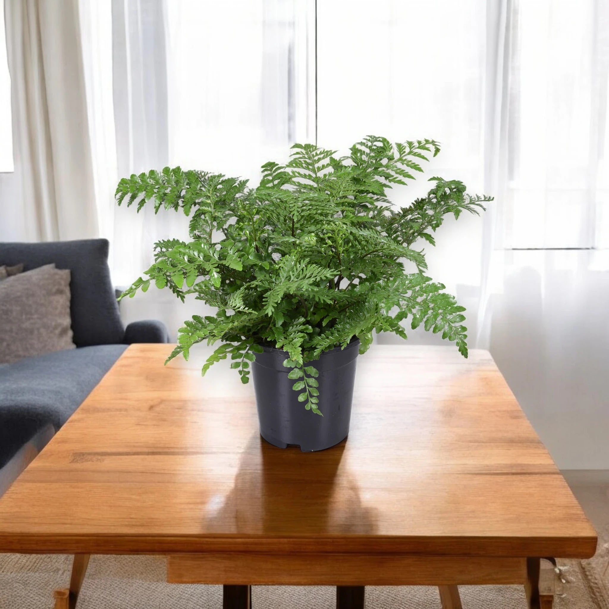 Asplenium parvati
