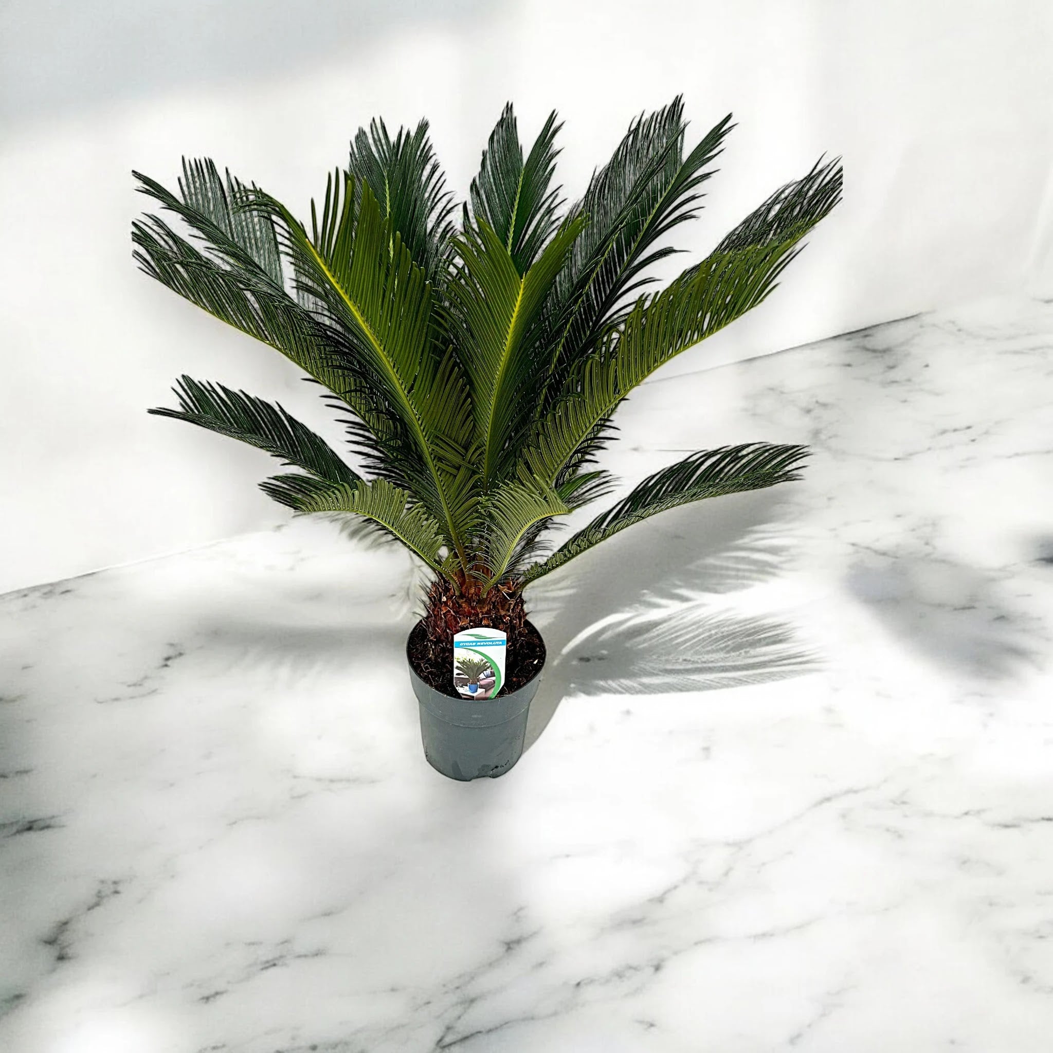 Cycas revoluta