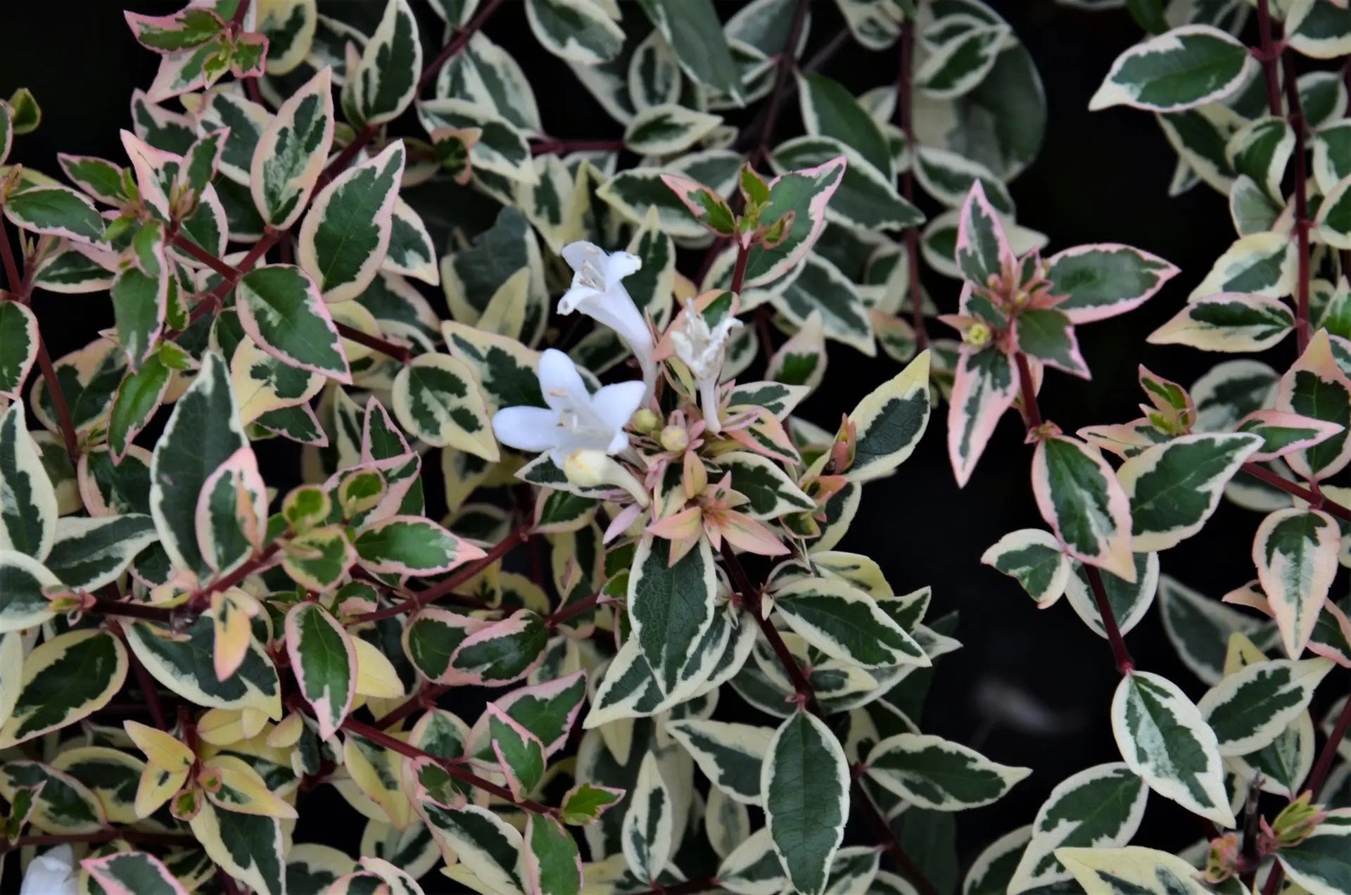 Abelia grandiflora