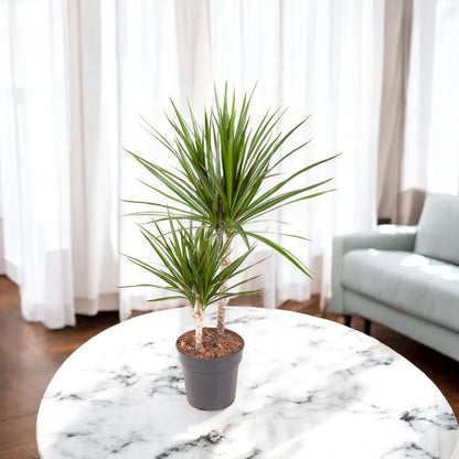 Dracaena fragrans marginata