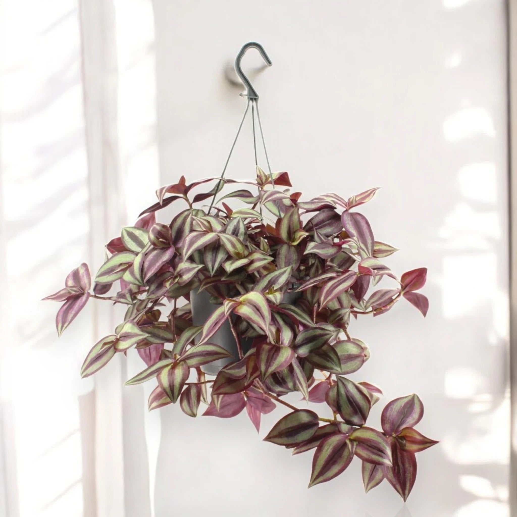 Tradescantia zebrina Violet