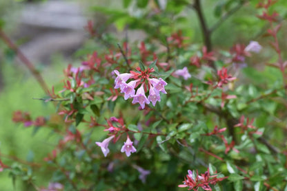 Abelia grandiflora