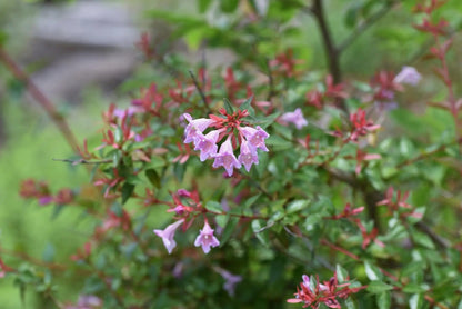 Abelia grandiflora Pinky Bells arbusto sempreverde con fiori bianchi profumati in giardino