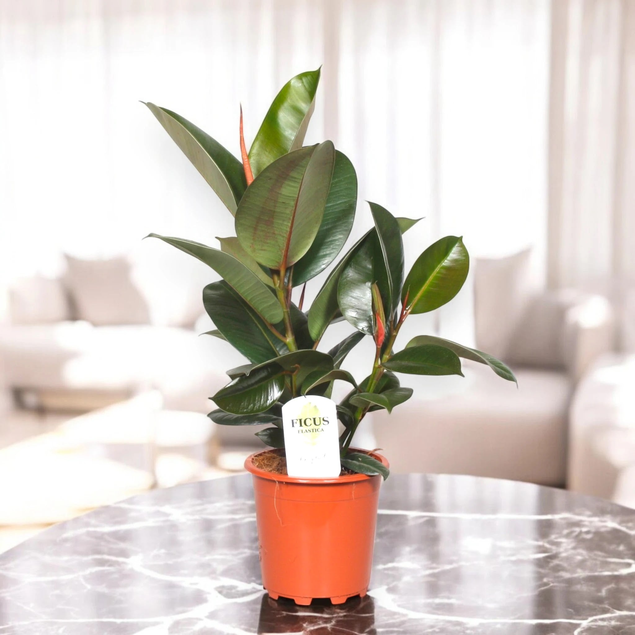 Ficus elastica 'Robusta'