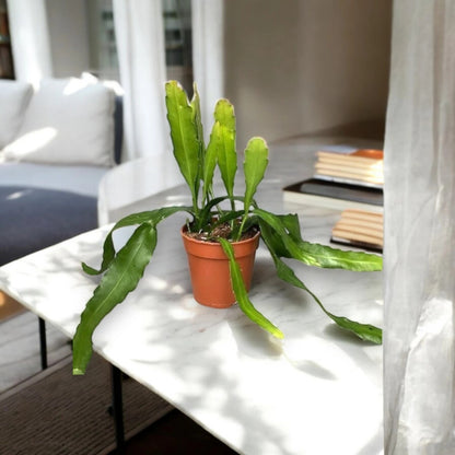Epiphyllum fruhlingsgold