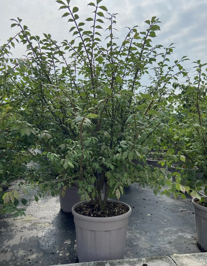 Evonimo - Euonymus 'Alatus'