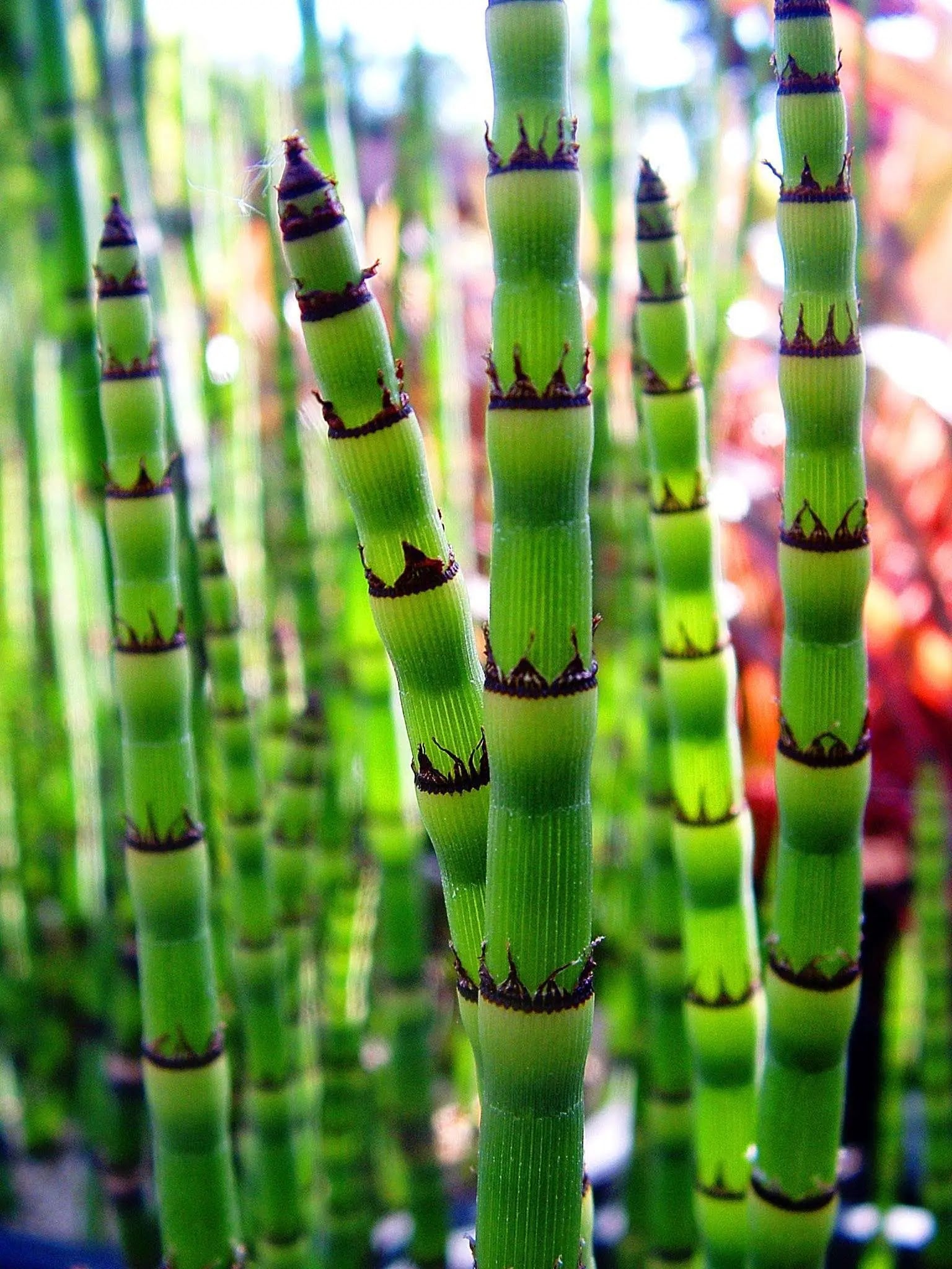 Equisetum hyemale con fusti verdi colonnari che emergono dall'acqua di un laghetto