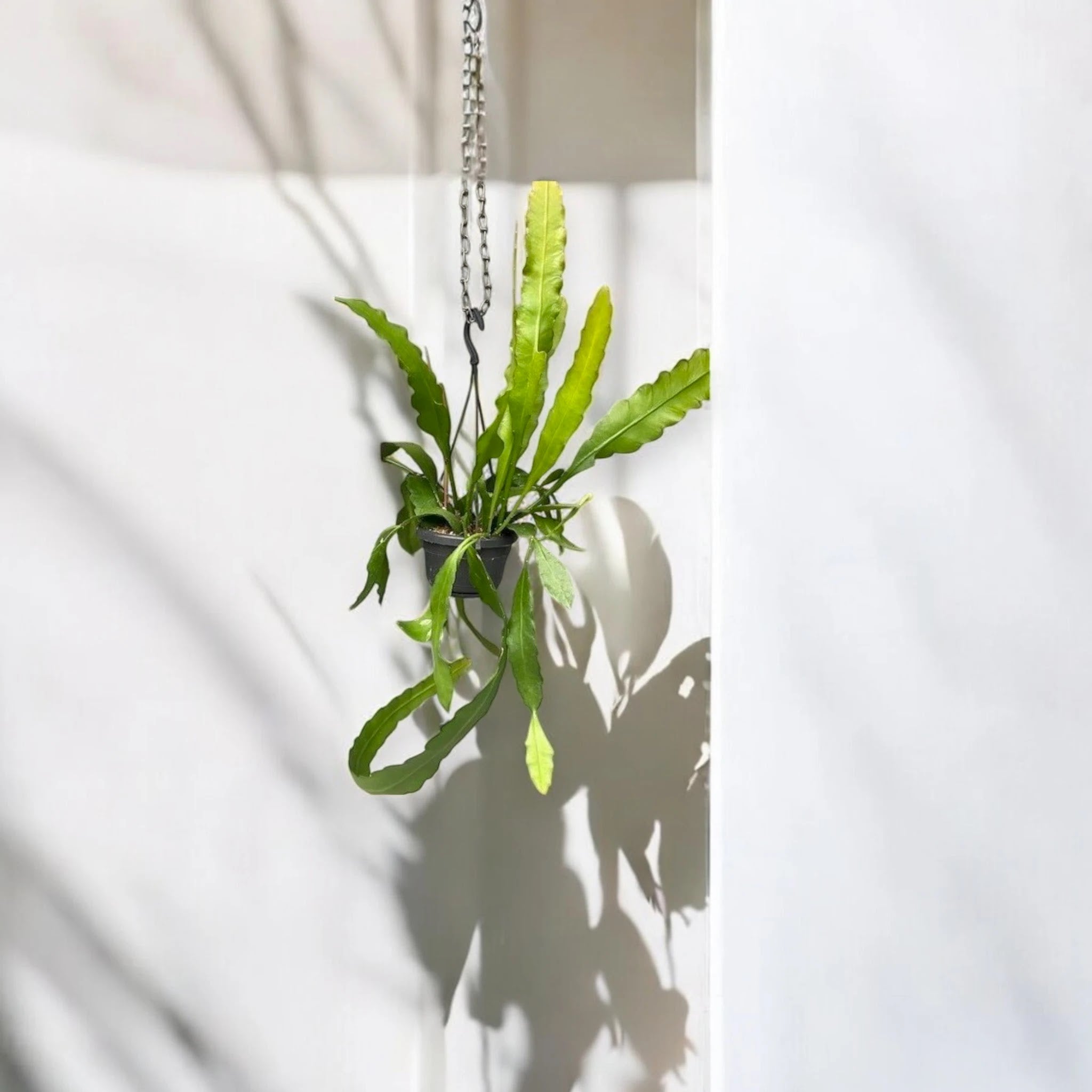 Epiphyllum fruhlingsgold