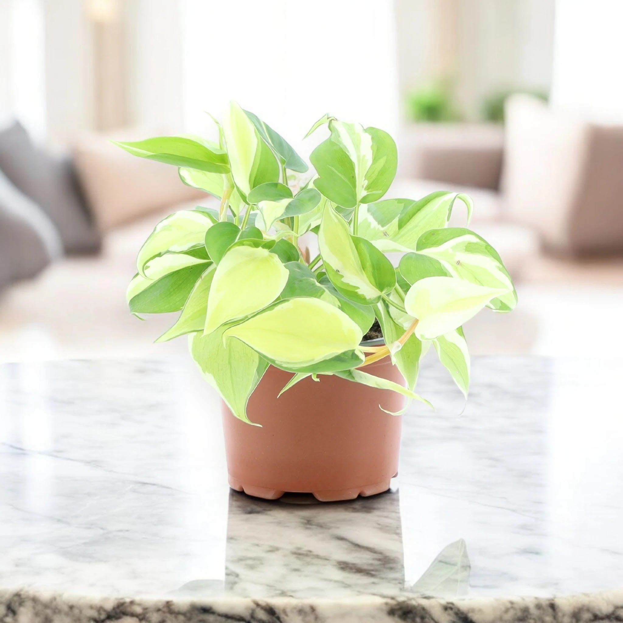 Philodendron scandens