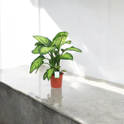 Dieffenbachia seguine 'Lemon tropic'