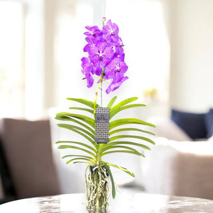 Vanda 'New Blue'