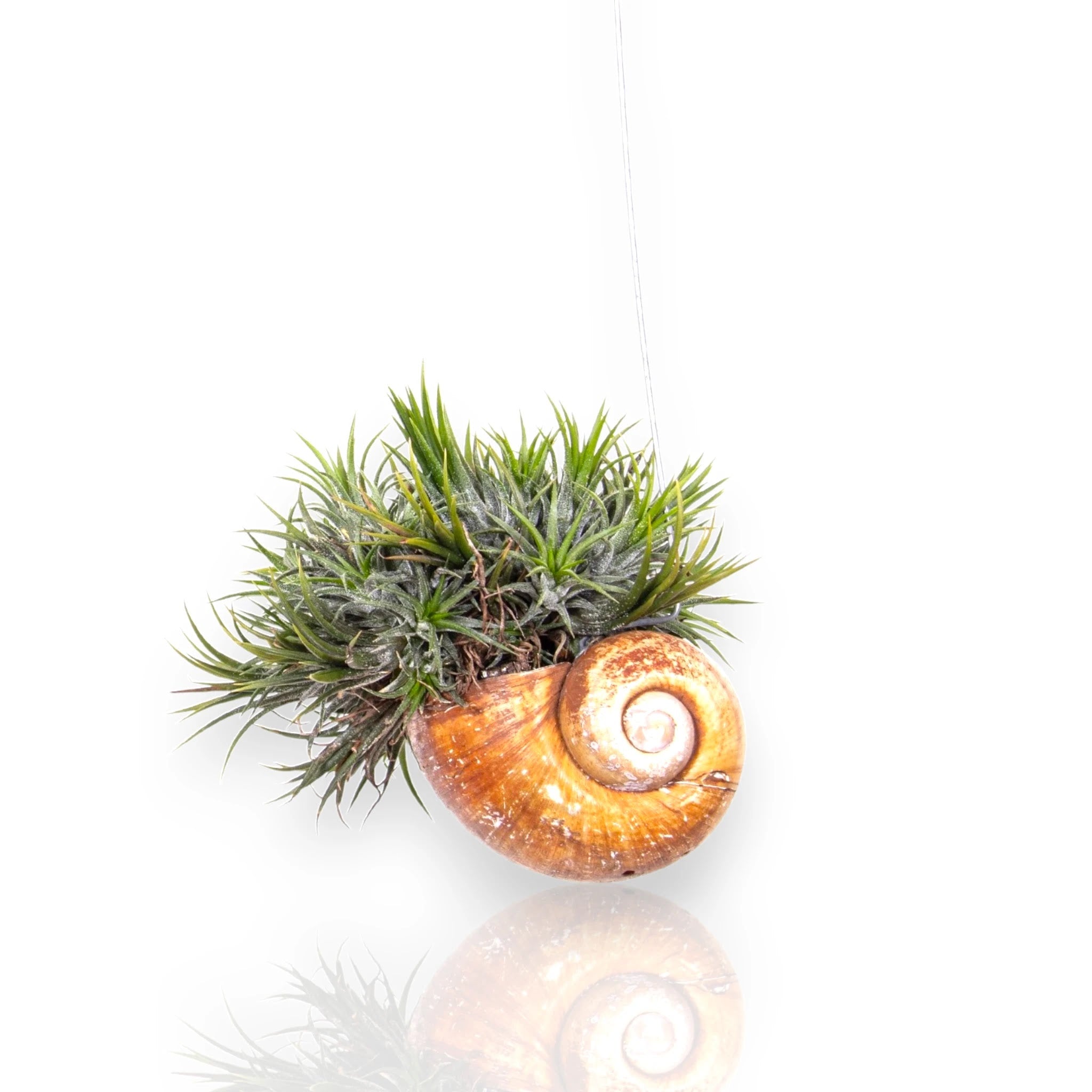 Dettaglio foglie lineari argentate di Tillandsia 'Shelly' con tricomi caratteristici