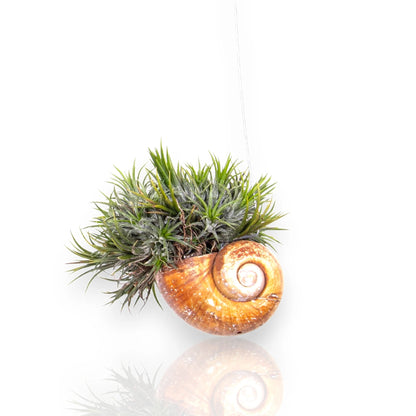Dettaglio foglie lineari argentate di Tillandsia 'Shelly' con tricomi caratteristici