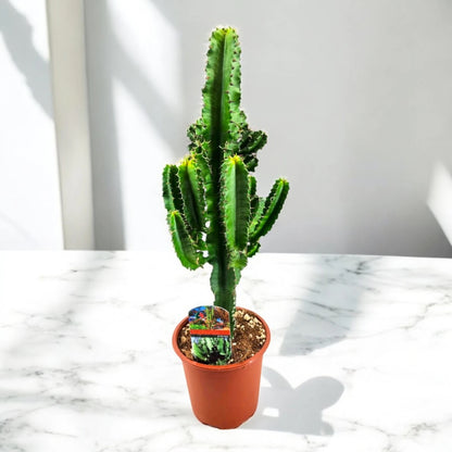 Euphorbia ingens