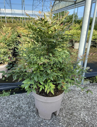 Dettaglio foglie pennate rosse e grappolo di bacche sferiche di Nandina Gulf Stream