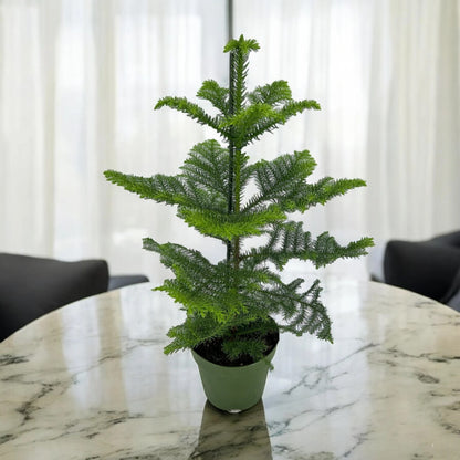 Araucaria