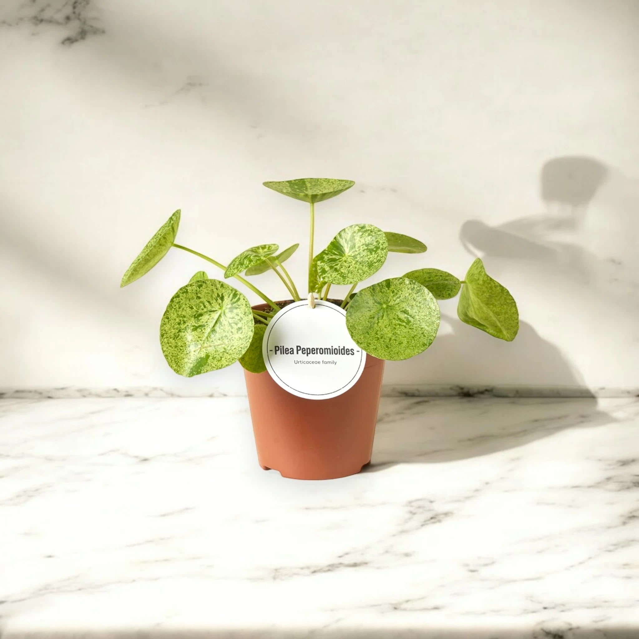 Pilea peperomioides