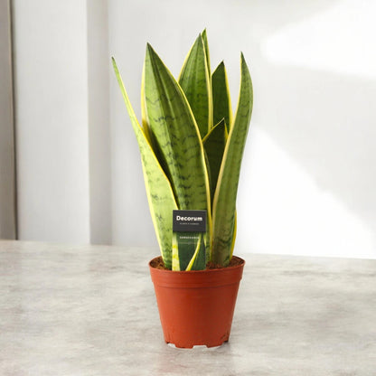 Dettaglio foglie Sansevieria White Snow con caratteristici bordi bianchi variegati