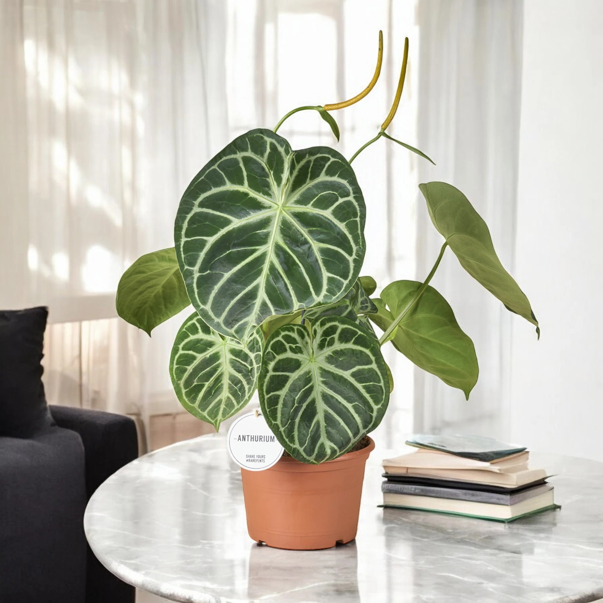 Anthurium 'Silver Blush'