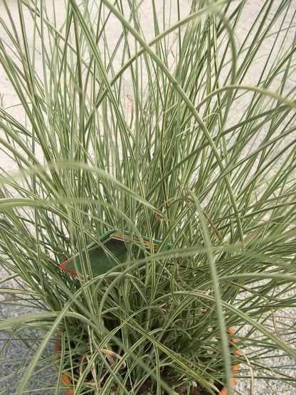 Miscanthus sinensis Morning Light cespuglio con fogliame variegato argento in giardino moderno