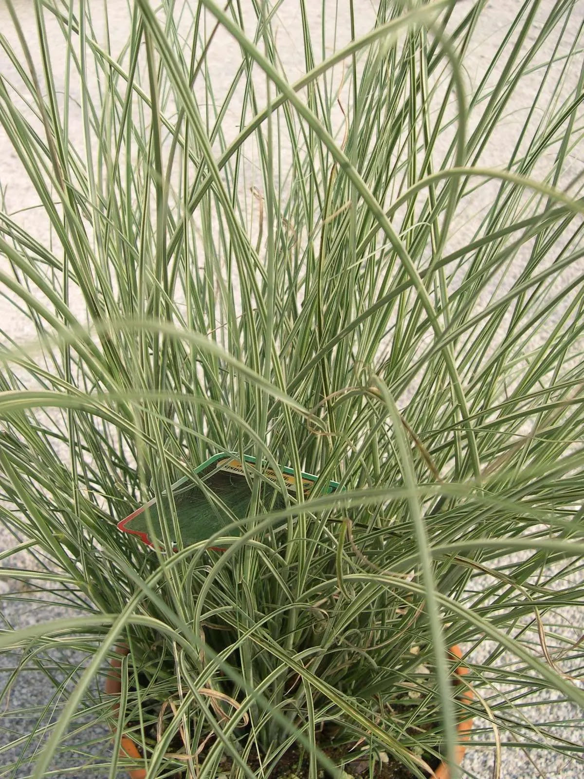 Miscanthus sinensis Morning Light cespuglio con fogliame variegato argento in giardino moderno