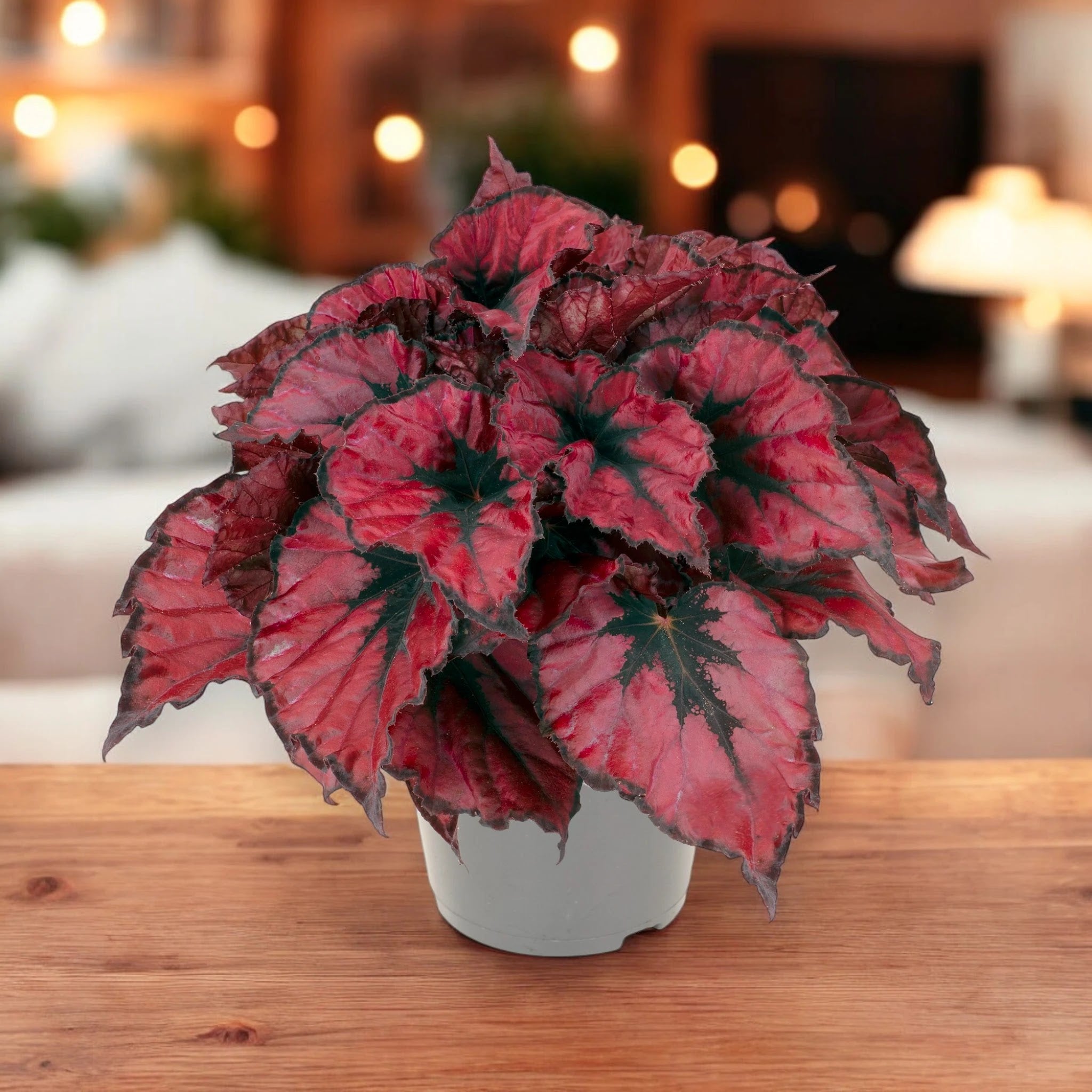 Dettaglio foglia Begonia rex Kohala red con venature rosse e riflessi argento metallico
