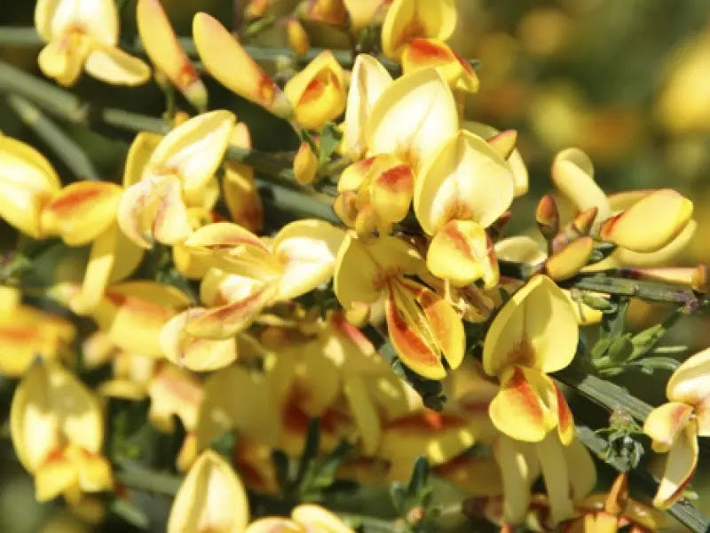 Dettaglio fiori rosso rubino di Cytisus scoparius su rami verdi sottili