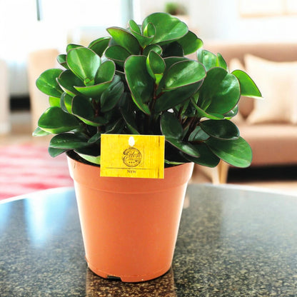 Peperomia obtusifolia 'Burning bush'