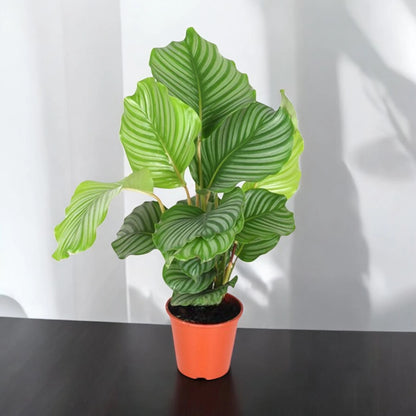 Calathea orbifolia