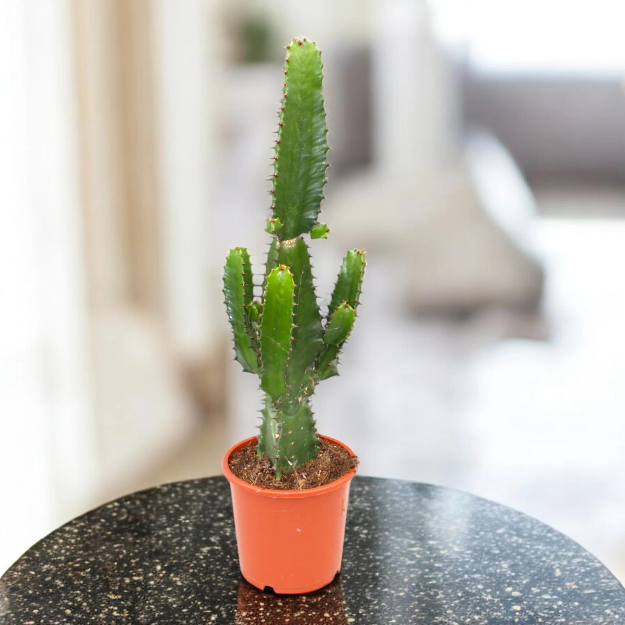 Euphorbia acrurensis