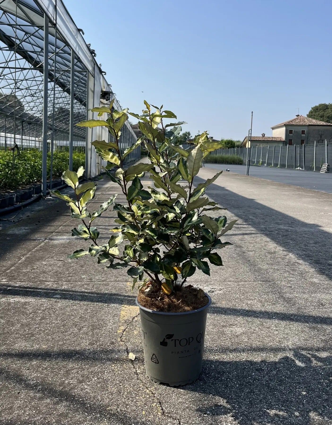 Elaeagnus × ebbingei