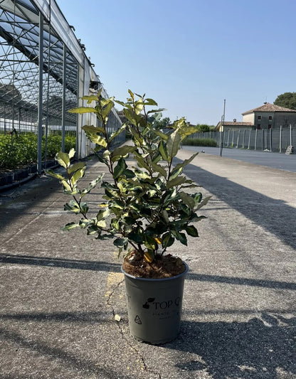 Elaeagnus × ebbingei