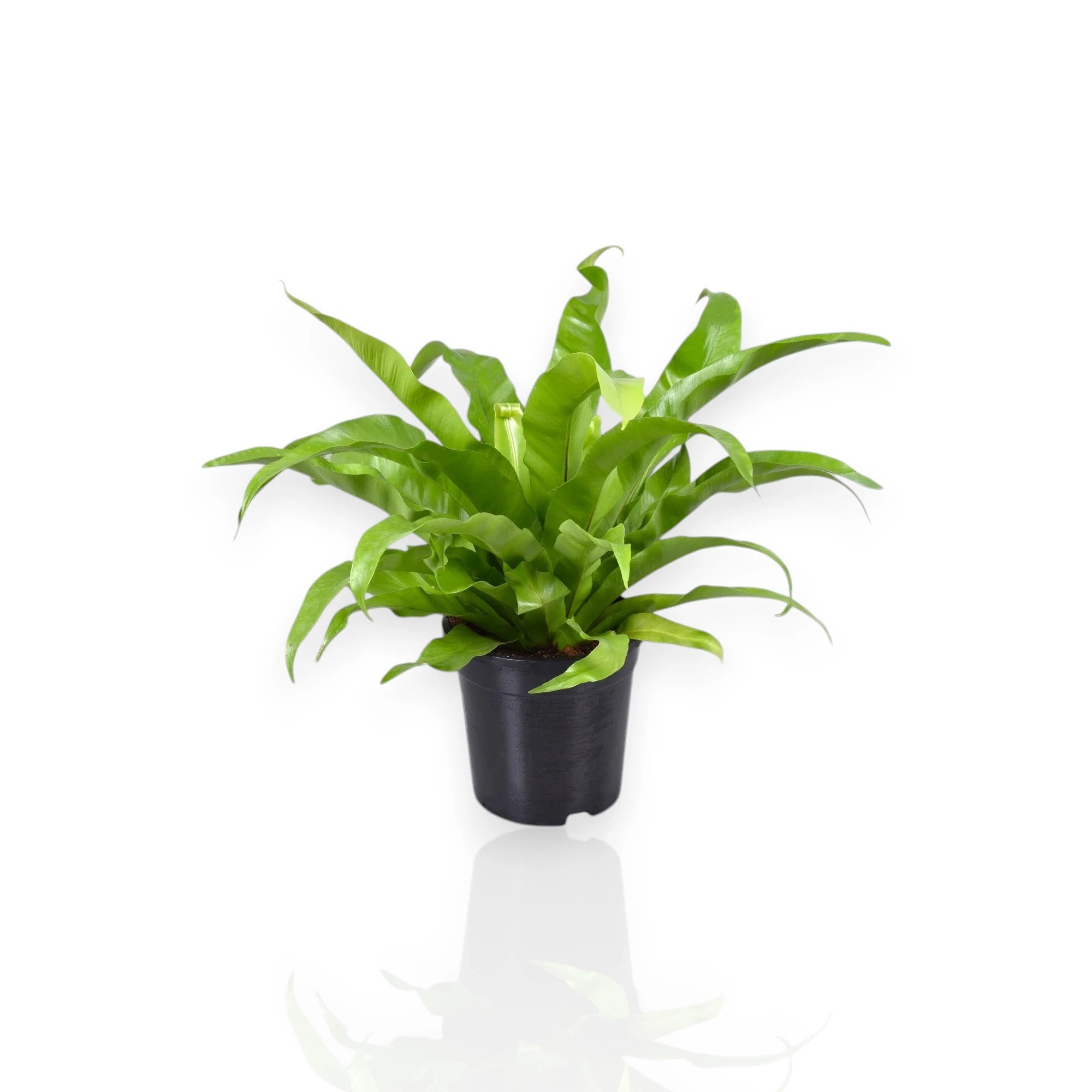 Asplenium antiquum