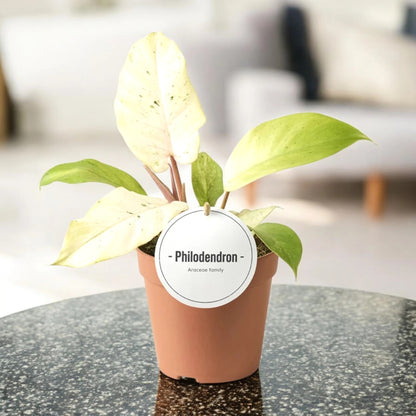 Philodendron Snowdrift in vaso con foglie variegate bianco-verdi in ambiente moderno